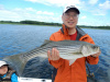 Newburyport striped bass caught by David